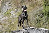 DOGUE ALLEMAND 036